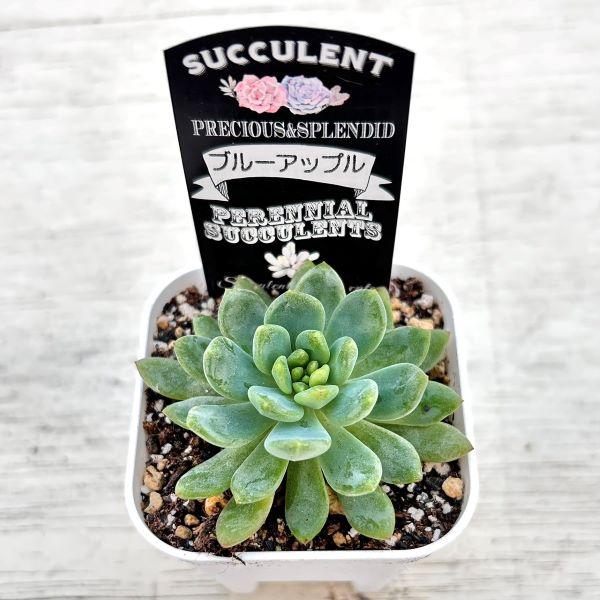 多肉植物 エケベリア ブルーアップル 7.5cmポット苗 : ハニー 多肉植物 エケベリア ブルーアップル 7.5cmポット苗 : ハニー