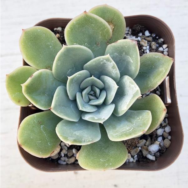 多肉植物 エケベリア ムーンフェアリー 7 5cmポット苗 ハニーミント 通販 Yahoo ショッピング