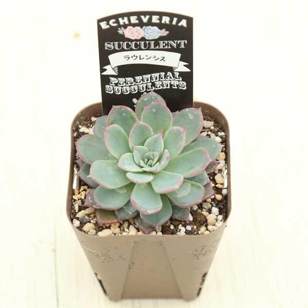 多肉植物 エケベリア ラウレンシス 7.5cmポット苗 : ハニーミント