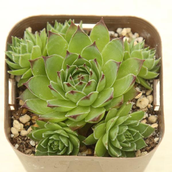 多肉植物 センペルビウム テクトラム 7.5cmポット苗 : ハニーミント