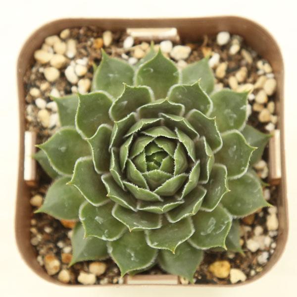 多肉植物 センペルビウム サンフォード 7.5cmポット苗 : ハニーミント