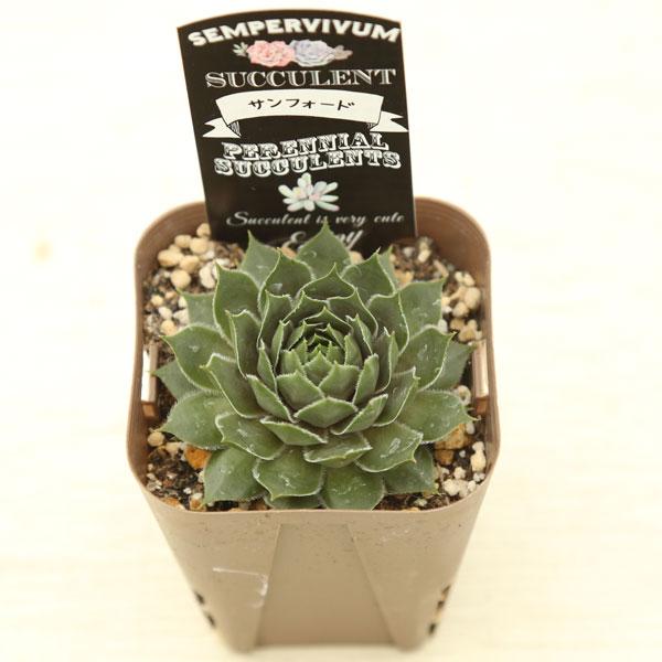 多肉植物 センペルビウム サンフォード 7.5cmポット苗 : ハニー 多肉植物 センペルビウム サンフォード 7.5cmポット苗 : ハニー