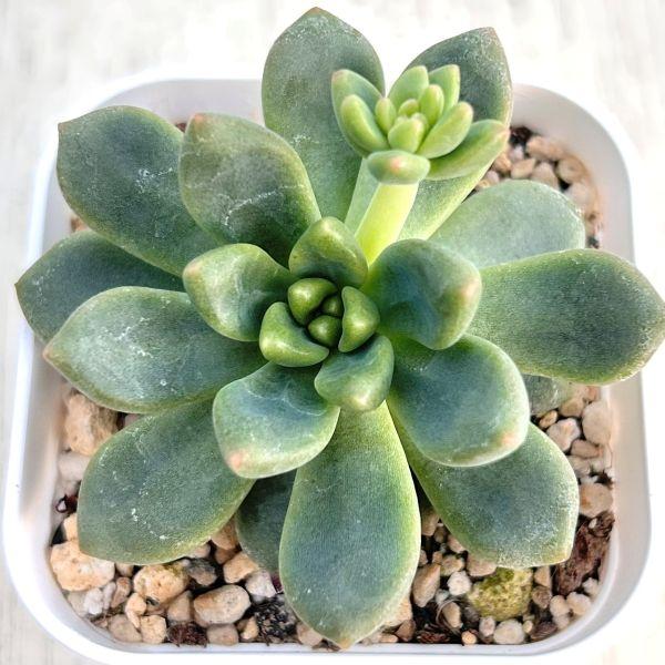 多肉植物 エケベリア シャネル 7.5cmポット苗 : ハニーミント - 通販