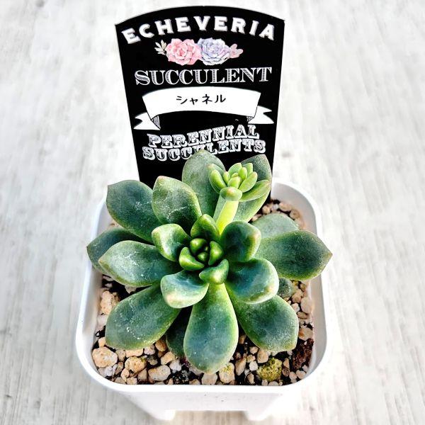 多肉植物 エケベリア シャネル 7.5cmポット苗 : ハニーミント - 通販