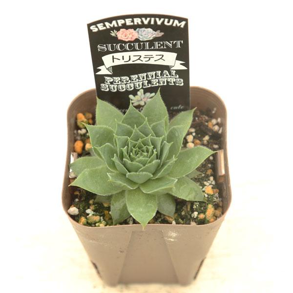 多肉植物 センペルビウム トリステス 7.5cmポット苗 : ハニーミント