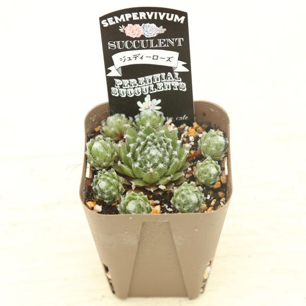 多肉植物 センペルビウム ジュディーローズ 7.5cmポット苗 : ハニー