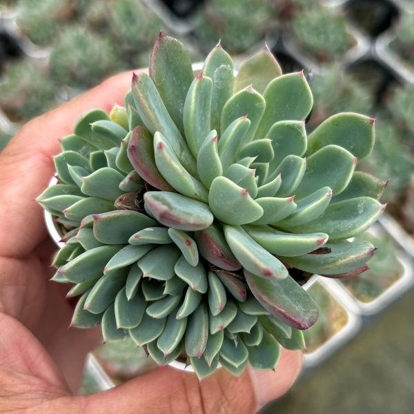多肉植物 エケベリア 七福美尼（ナナミニフック） 7.5cmポット苗