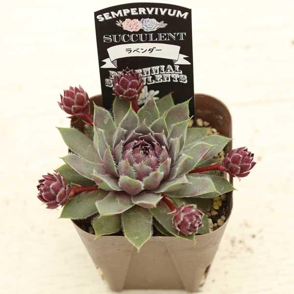 多肉植物 センペルビウム ラベンダー 7.5cmポット苗 : ハニーミント
