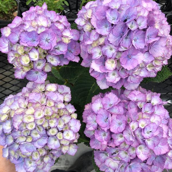 当店農場生産】ハイドランジア ブルーマーブルソーダ ピンクマーブル