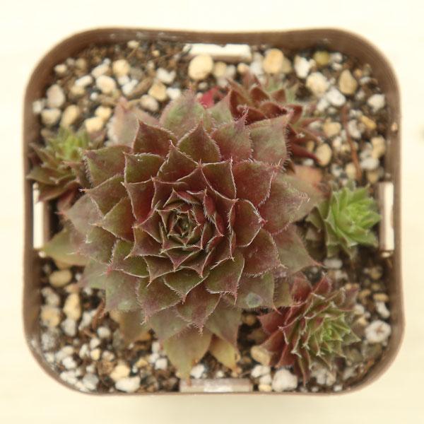 多肉植物 センペルビウム レッドルビン 7.5cmポット苗 : ハニーミント