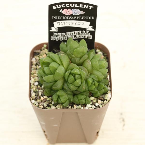 多肉植物 ハオルチア ウンビラティコラ 7.5cmポット苗 : ハニーミント
