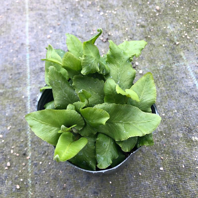 【当店農場生産】シダ ハーツタンファン 9cmポット苗｜honeymint