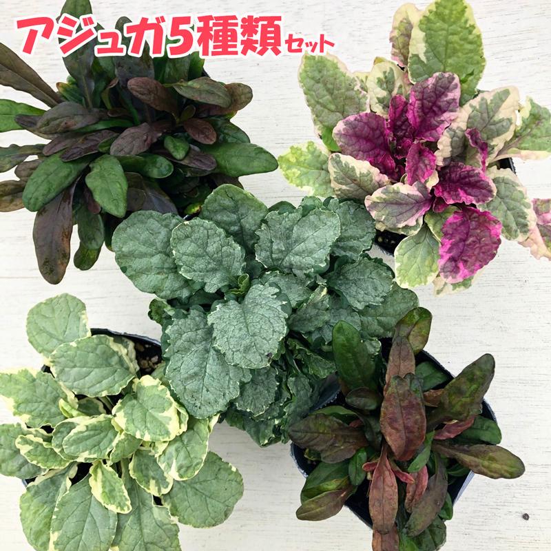 当店農場生産 アジュガ 5種類セット 耐寒性多年草 グランドカバー ハニーミント 通販 Yahoo ショッピング