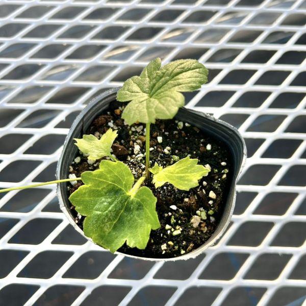 当店農場生産】ラナンキュラス ラックス ヘラ 9cmポット苗（株小さめ