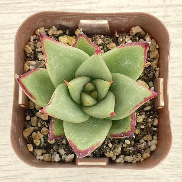 多肉植物 エケベリア アガボイデス エボニー 7.5cmポット苗 : ハニー