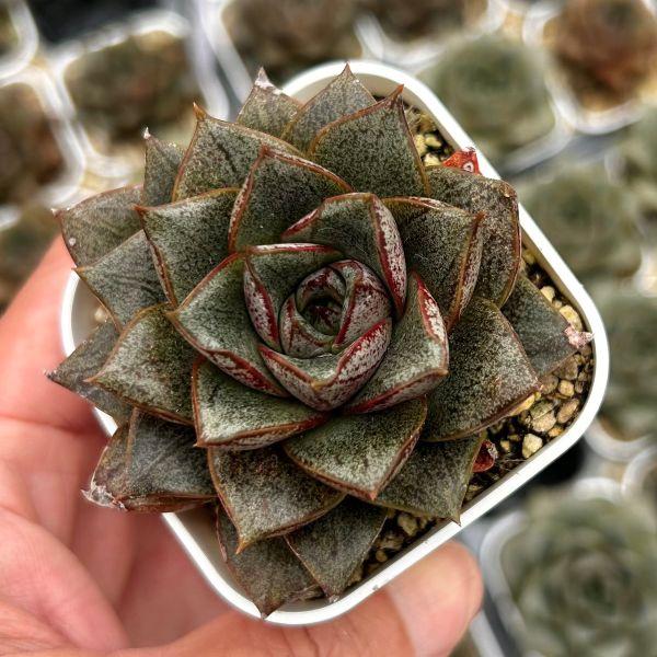 多肉植物 エケベリア 大和錦（パープソルム） 7.5cmポット苗 : ハニー