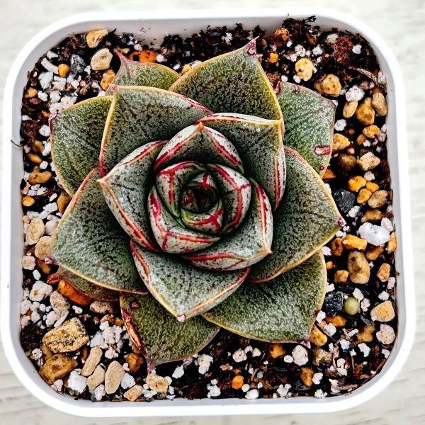 多肉植物 エケベリア 大和錦（パープソルム） 7.5cmポット苗 : ハニー