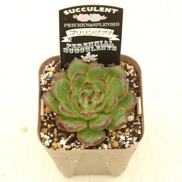 多肉植物 エケベリア プリリンゼアナ 7.5cmポット苗 : ハニーミント