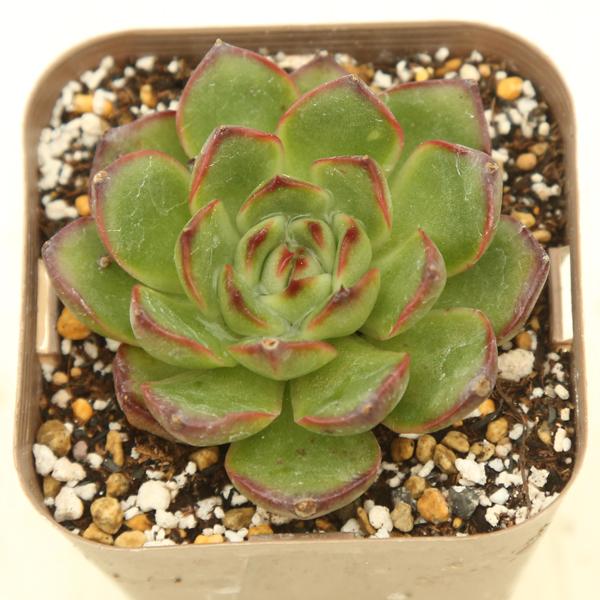 多肉植物 エケベリア プリリンゼアナ 7.5cmポット苗 : ハニーミント