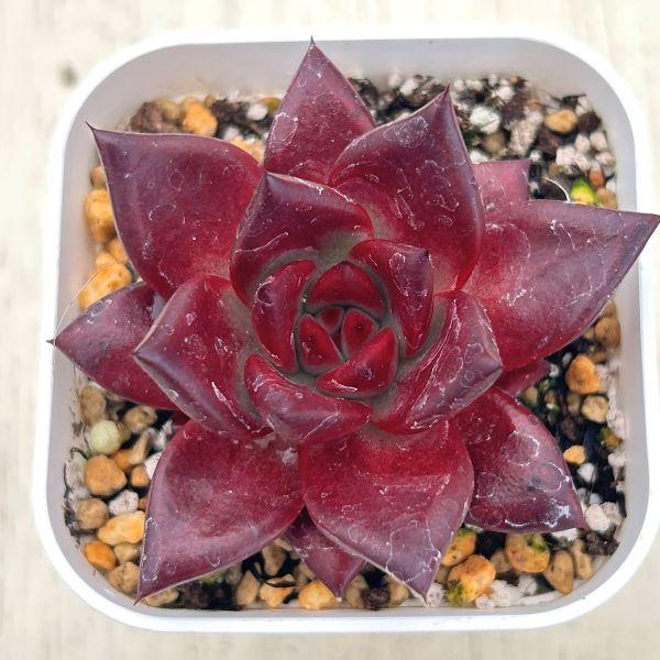 多肉植物 エケベリア アガボイデス エボニーブラックジュース 7.5cm