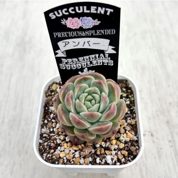 多肉植物 エケベリア アンバー 7.5cmポット苗 : ハニーミント - 通販