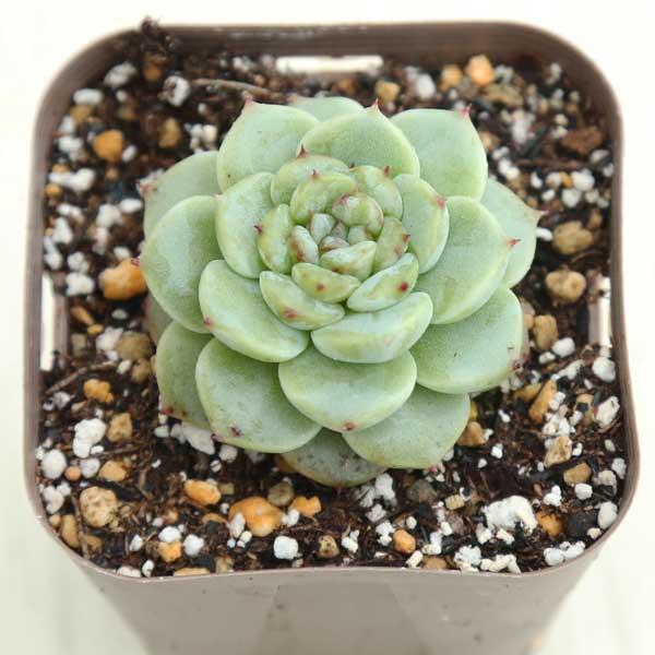 多肉植物 エケベリア レッドベルベット 7.5cmポット苗 : ハニーミント