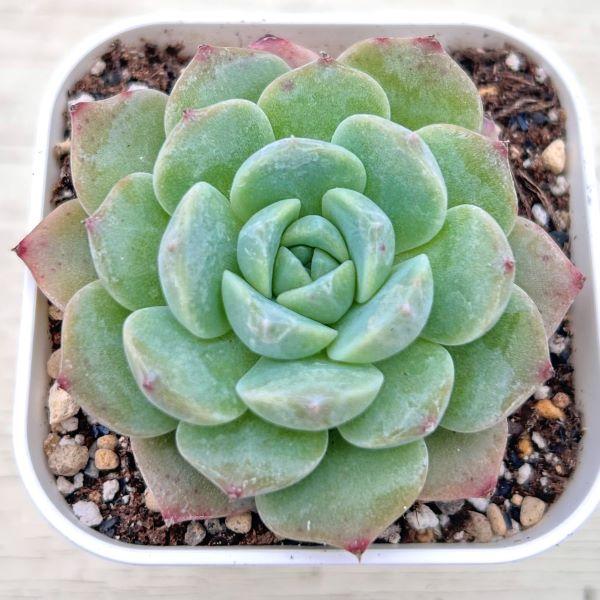 多肉植物 エケベリア ピュアラブ 7.5cmポット苗 : ハニーミント - 通販