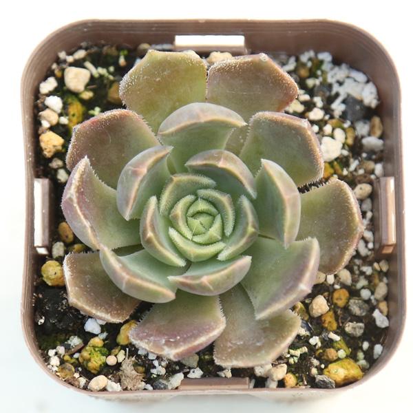 多肉植物 エケベリア ブラウンローズ 7.5cmポット苗 10006917ハニーミント 通販 Yahoo!ショッピング