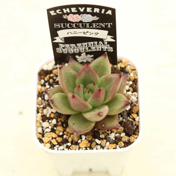 多肉植物 エケベリア ハニーピンク 7.5cmポット苗 : ハニーミント