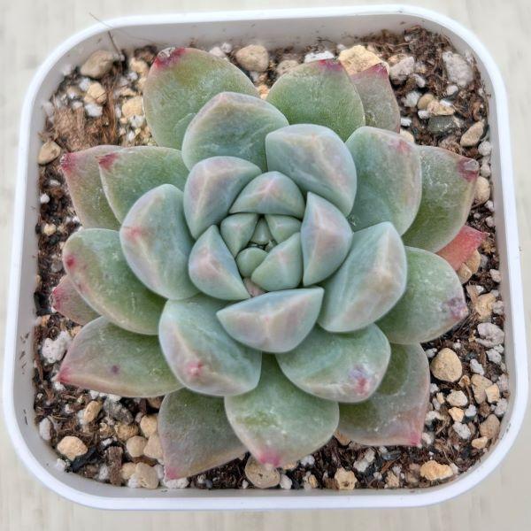 多肉植物 エケベリア アルバビューティー 7.5cmポット苗 : ハニー
