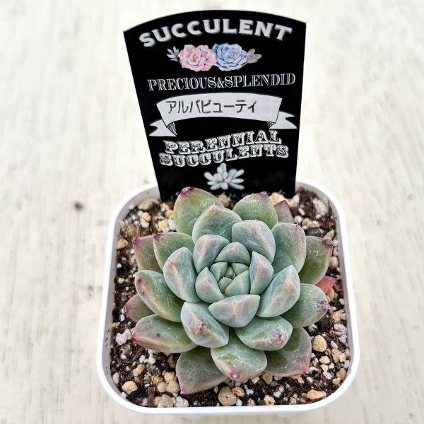 【サービス品@1280〜】アルバビューティー 多肉植物 エケベリア アルバビューティー 7.5cmポット苗 : ハニー