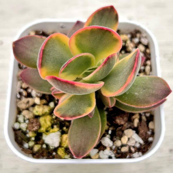 多肉植物 クラッスラ スワジエンシス 7.5cmポット苗 : ハニーミント