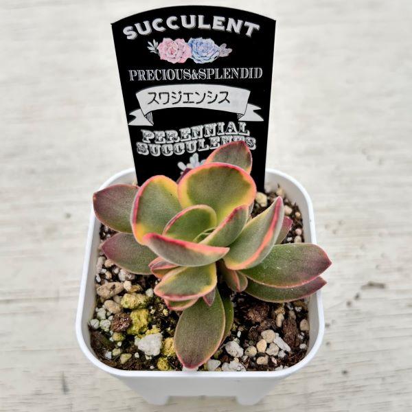 多肉植物 クラッスラ スワジエンシス 7.5cmポット苗 : ハニーミント