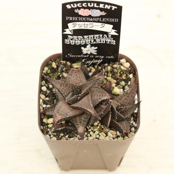 【たー】ハオルチア 多肉植物 ハオルチア テッセラータ 7.5cmポット苗 : ハニーミント