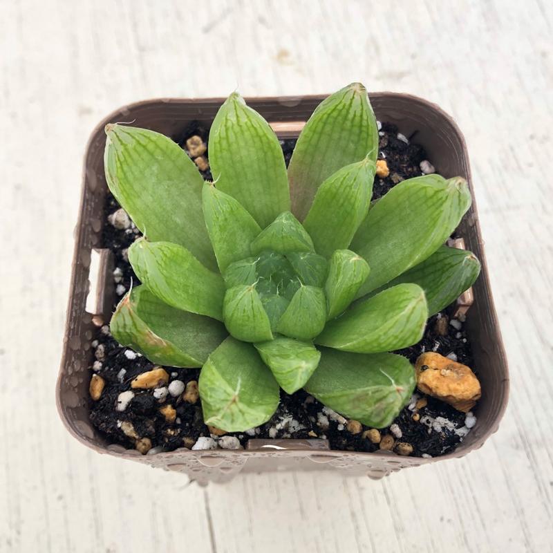 S♡ 多肉植物 ハオルチアクーペリーレイゴニー 多肉植物 ハオルチア クーペリー 7.5cmポット苗 : ハニーミント - 通販