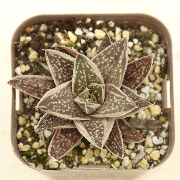 多肉植物 ガステリア グリーンアイス 7.5cmポット苗 : ハニーミント