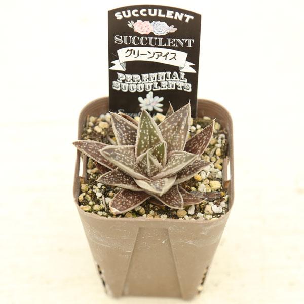 多肉植物 ガステリア グリーンアイス 7.5cmポット苗 : ハニー