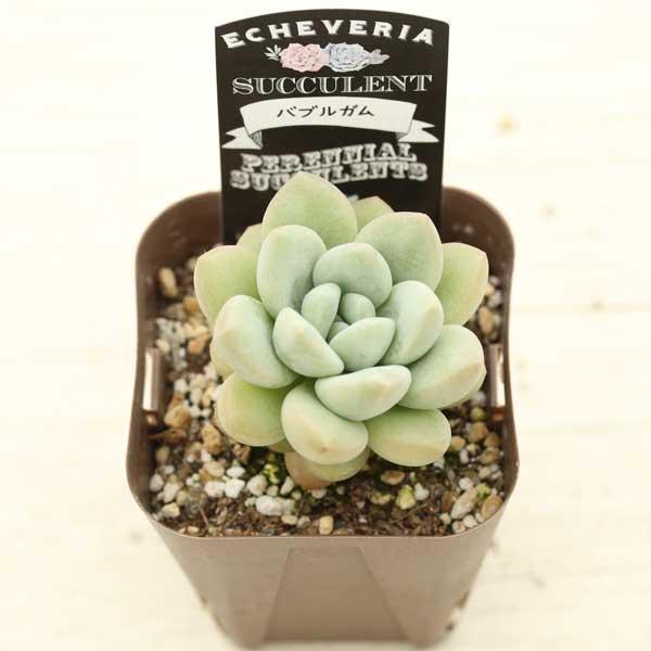 多肉植物 エケベリア バブルガム 7.5cmポット苗 : 10006966 : ハニー  