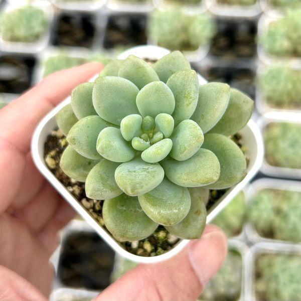 ☆*☆様 BX1105　ロココ　15株　多肉植物 抜き苗 エケベリア 多肉植物 エケベリア ロココ 7.5cmポット苗 : ハニーミント - 通販