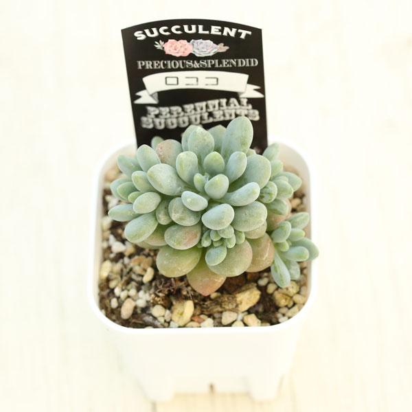 エケベリア・セダム tococo 多肉植物 エケベリア ロココ 7.5cmポット苗 : ハニーミント