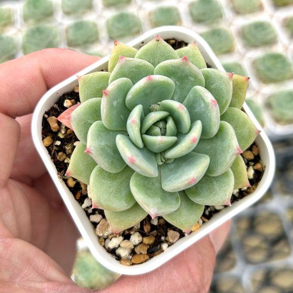 多肉植物 エケベリア AKマリア 7.5cmポット苗 : ハニーミント - 通販
