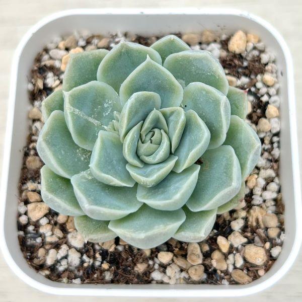 多肉植物 エケベリア エレガンスアルバ 7.5cmポット苗 : ハニーミント