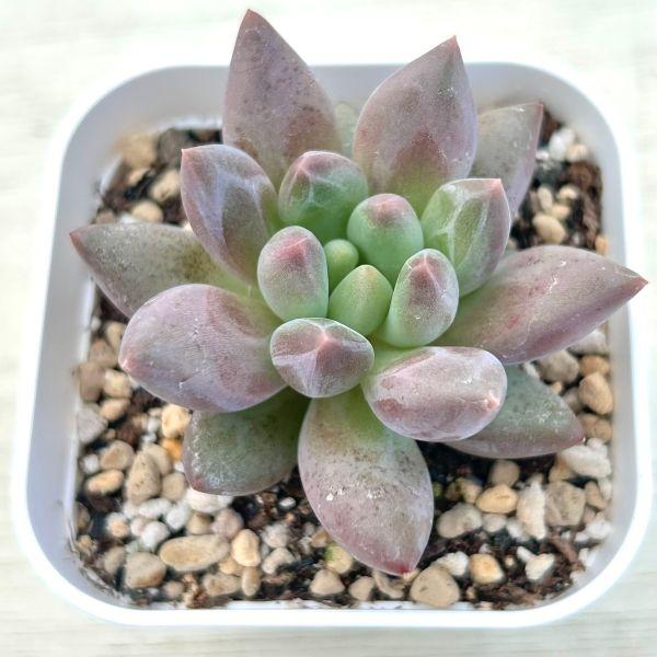 多肉植物 エケベリア レッドドラゴンフライ 7.5cmポット苗