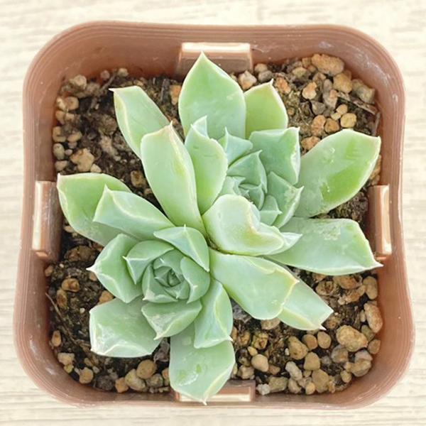 多肉植物 エケベリア ローズムーン 7.5cmポット苗 : ハニーミント 