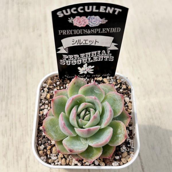 多肉植物 エケベリア シルエット 7.5cmポット苗 : ハニーミント