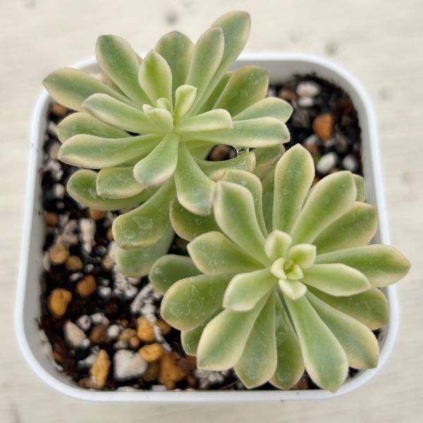 多肉植物 セダム ジョイスタロック錦 7.5cmポット苗（Yahoo!・ハニーミント）
