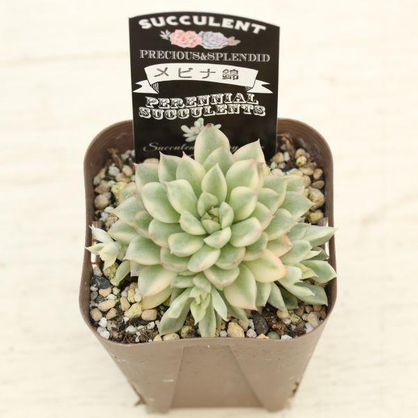 多肉植物 エケベリア メビナ錦 7.5cmポット苗 : ハニーミント