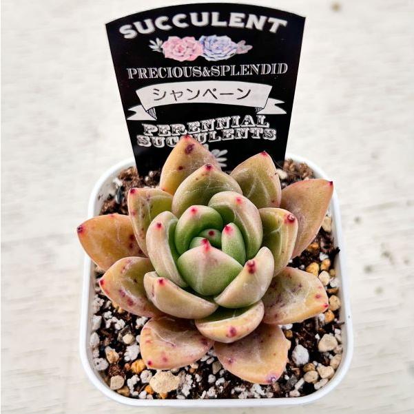 多肉植物 エケベリア シャンペーン 7.5cmポット苗 : ハニーミント