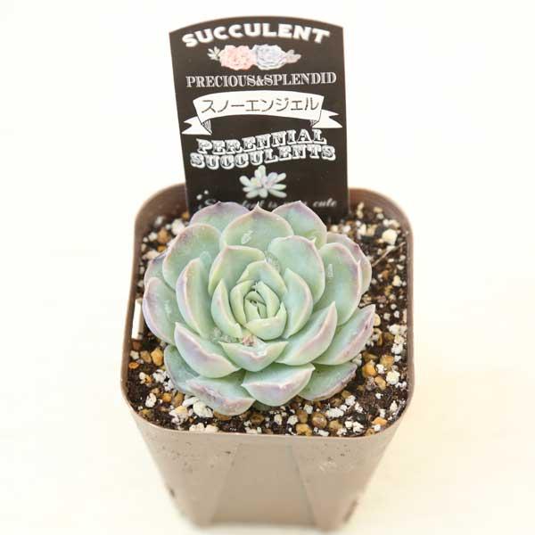 在庫5❣️スノーピーチ❣️カット苗 ランダム配送 エケベリア 寄せ植え 多肉植物 多肉植物】寄せ植え カット苗セット s5 - メルカリ