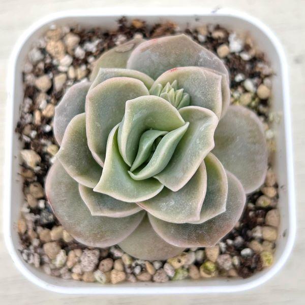 多肉植物 エケベリア ラブリーローズ 7.5cmポット苗 : ハニーミント